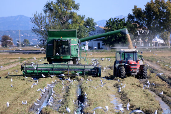 Rice harvesting in Delta de l'Ebre (by Jordi Marsal)